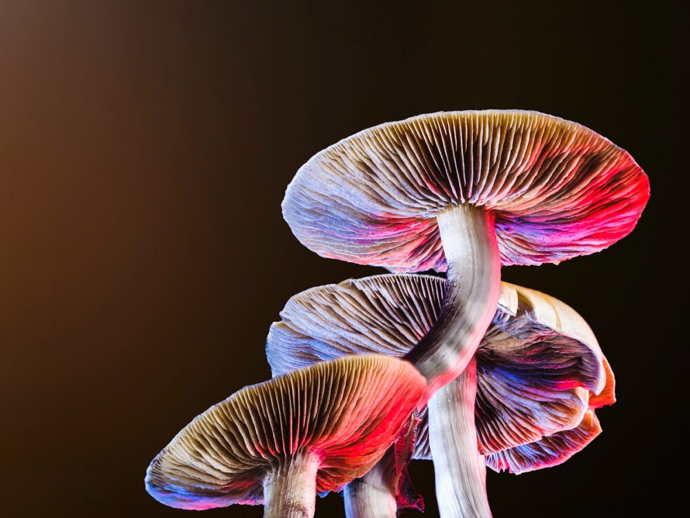 A close-up image of mushrooms with psychedelic lighting on a black background