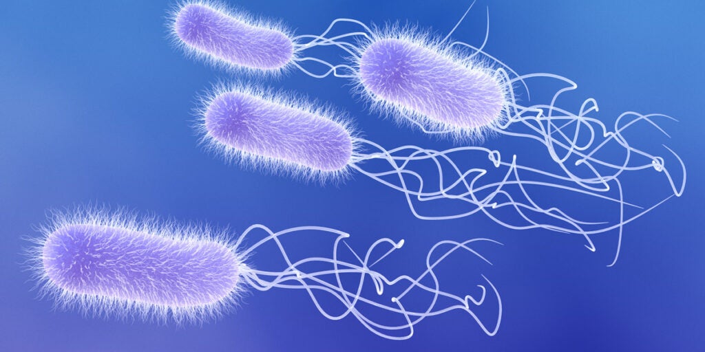 Computer illustration: four purple fuzzy pill-shaped bacteria with white stringy tails floats against a purple-blue background.
