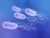 Computer illustration: four purple fuzzy pill-shaped bacteria with white stringy tails floats against a purple-blue background.
