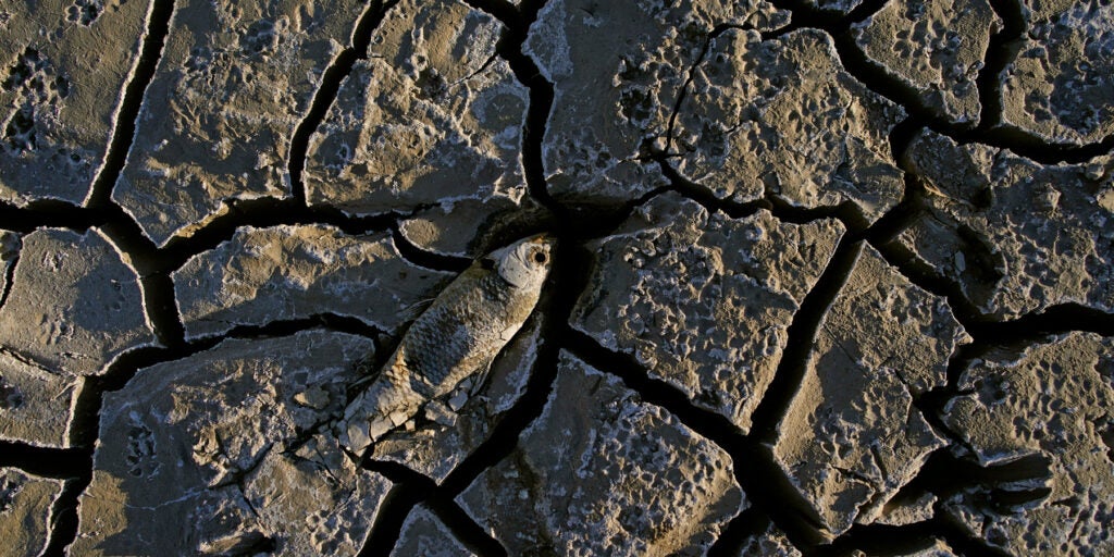 A dead fish lays across dried up cracked ground