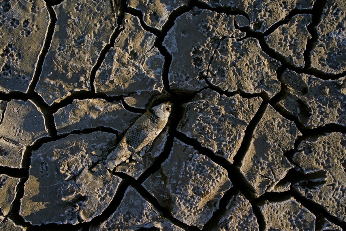 A dead fish lays across dried up cracked ground