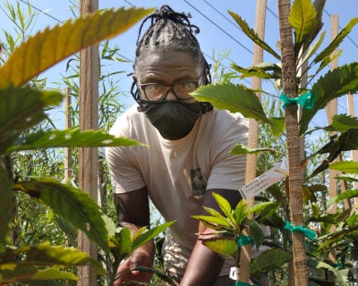 A Black man wearing glasses and a mask looks at the camera. He is outside working with tree saplings.