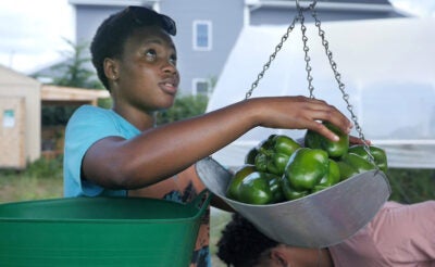 A young black woman piles green bell peppers into a metal scale and looks at the total weight (off-screen.) She is outside in an urban garden, with a large green tub in the foreground and a greenhouse in the background. Another youth bends down in the foreground doing another task.
