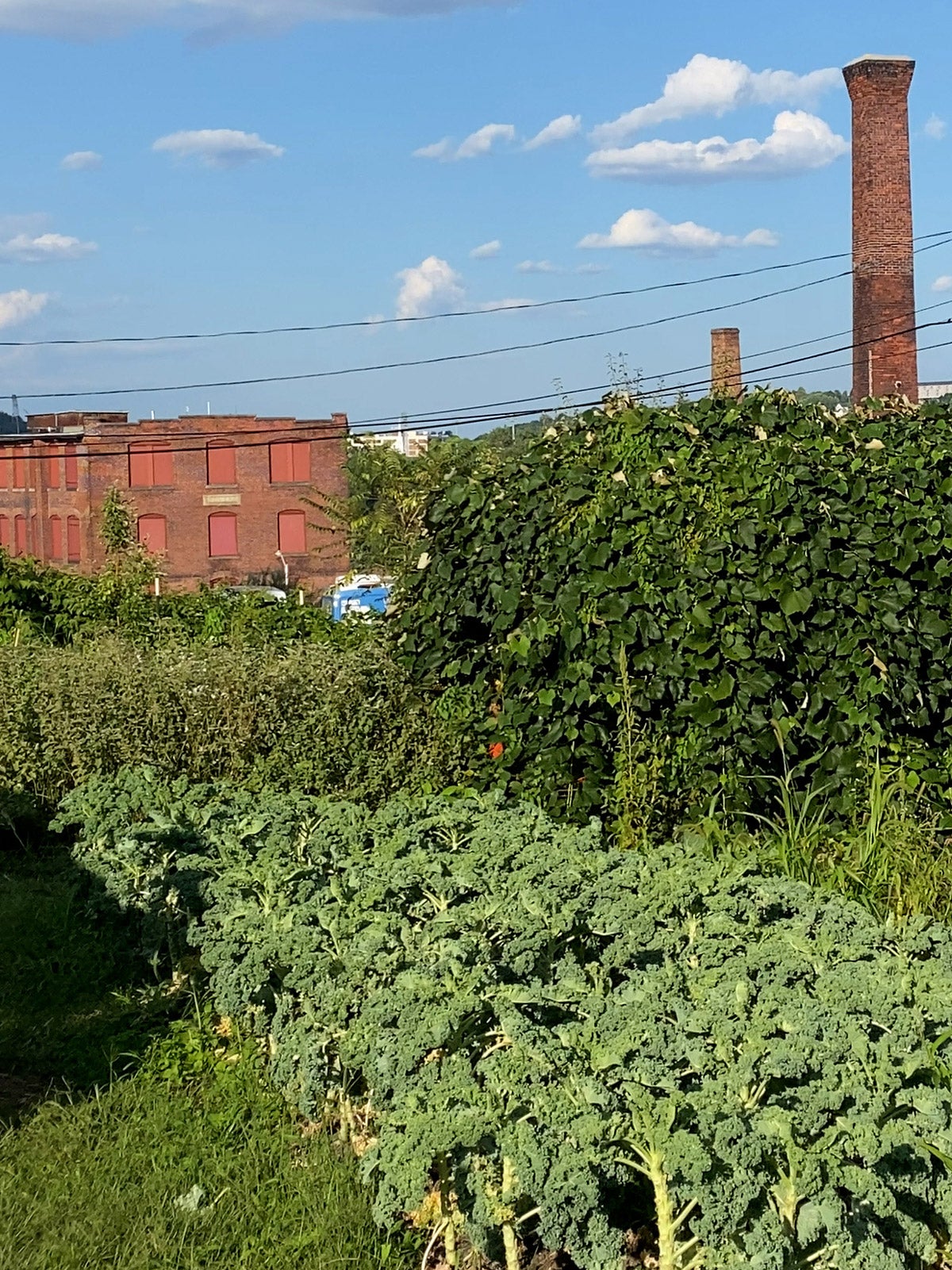 An urban farm in Worcester, Massachusetts. Rows of kale, dandelions, and other plants are in a large green field with old factory smokestacks and factory buildings in the background.