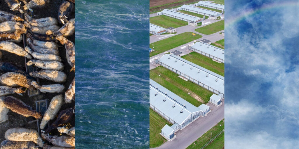 Four vertical images combined into one photo: L-R: sheep at a factory farm from overhead, the ocean, factory farming greenhouses from overhead, a blue sky with clouds, and a faint rainbow.