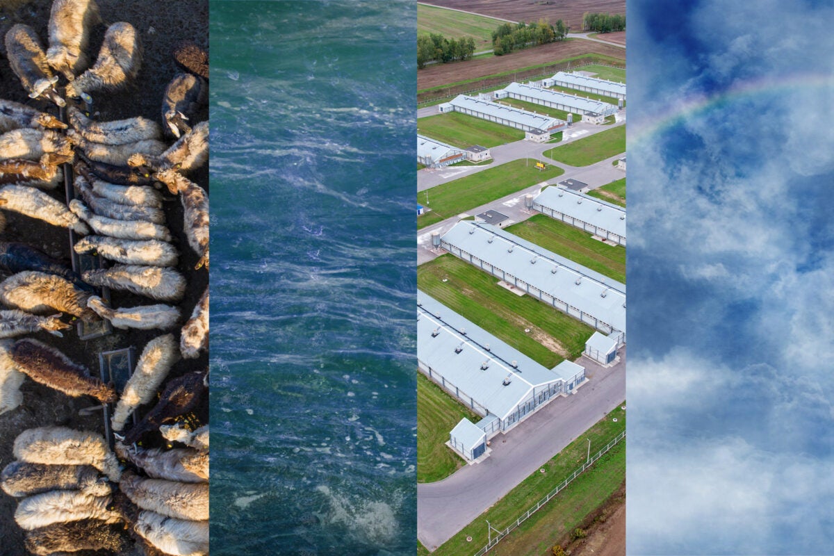 Four vertical images combined into one photo: L-R: sheep at a factory farm from overhead, the ocean, factory farming greenhouses from overhead, a blue sky with clouds, and a faint rainbow.