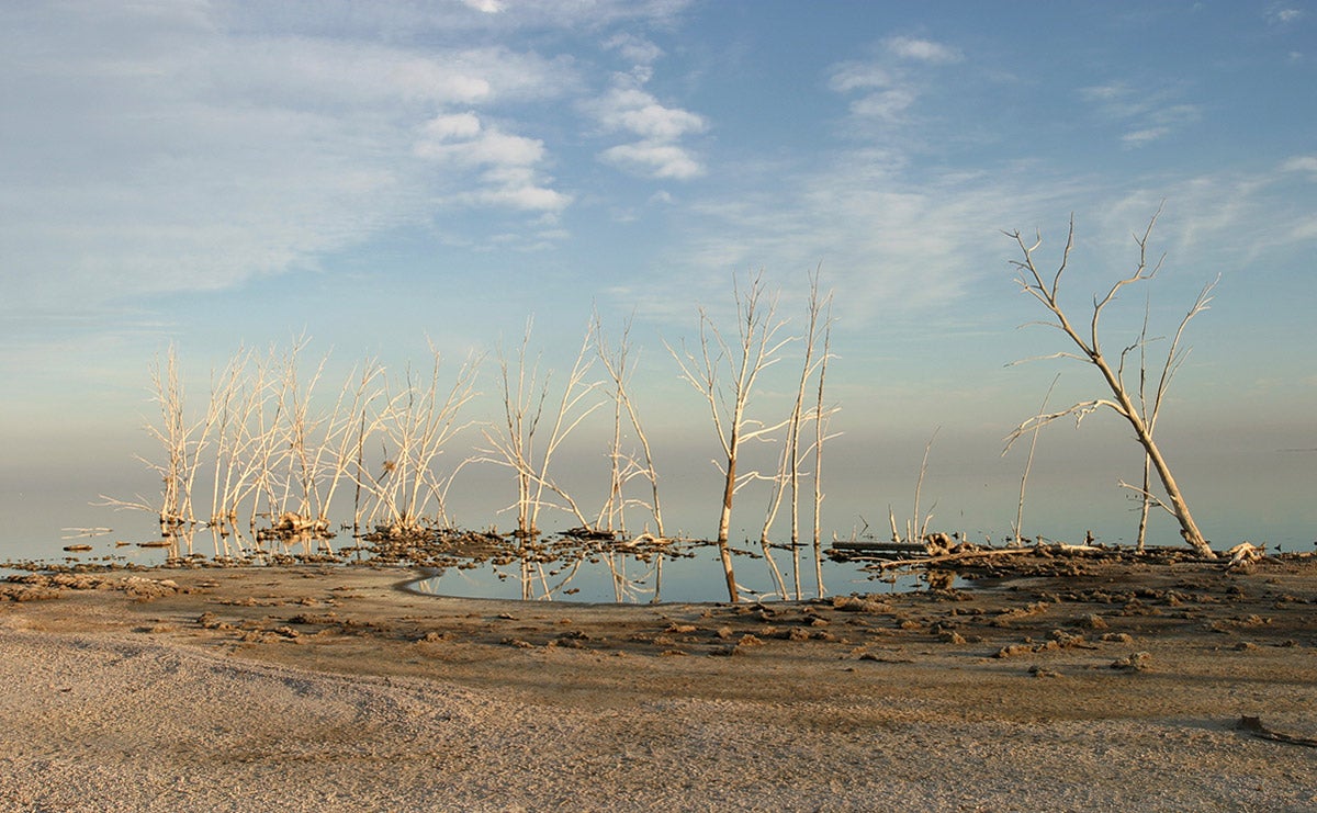 The Salton Sea dried up with a small pool of water and dead trees on a sunny day.