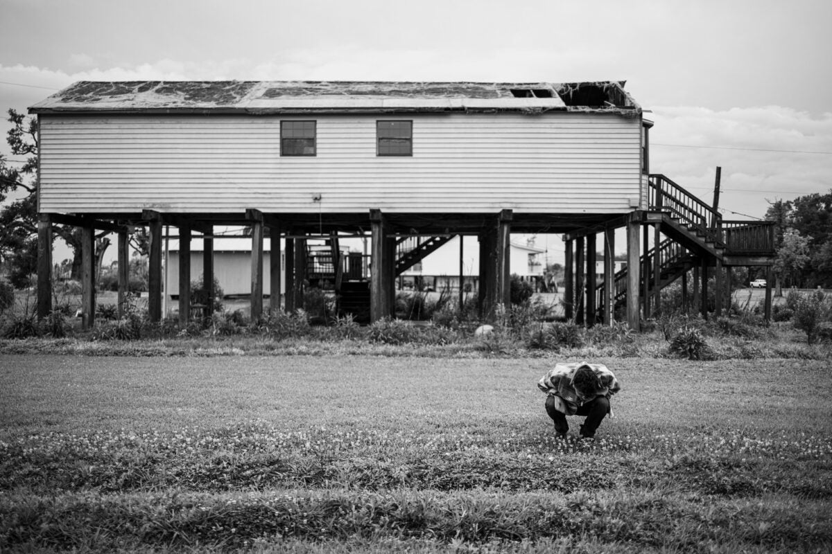 Black and white photo: A young mans crouches in a yard, inspecting some plants. Behind him is a house on stilts that has been damaged by a hurricane.