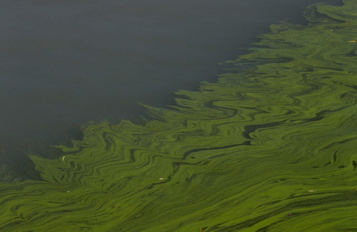 Green algal blooms rest on the surface of a body of water forming a flowing, bright green divide between clear and infected water.