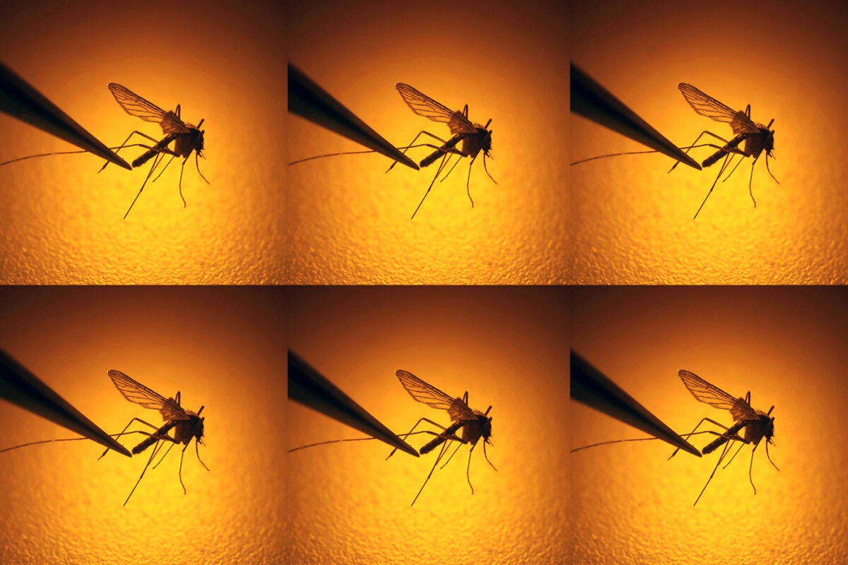 A mosquito is examined with a scientific tool on a warm amber surface. The image is repeated six times—two rows of three.