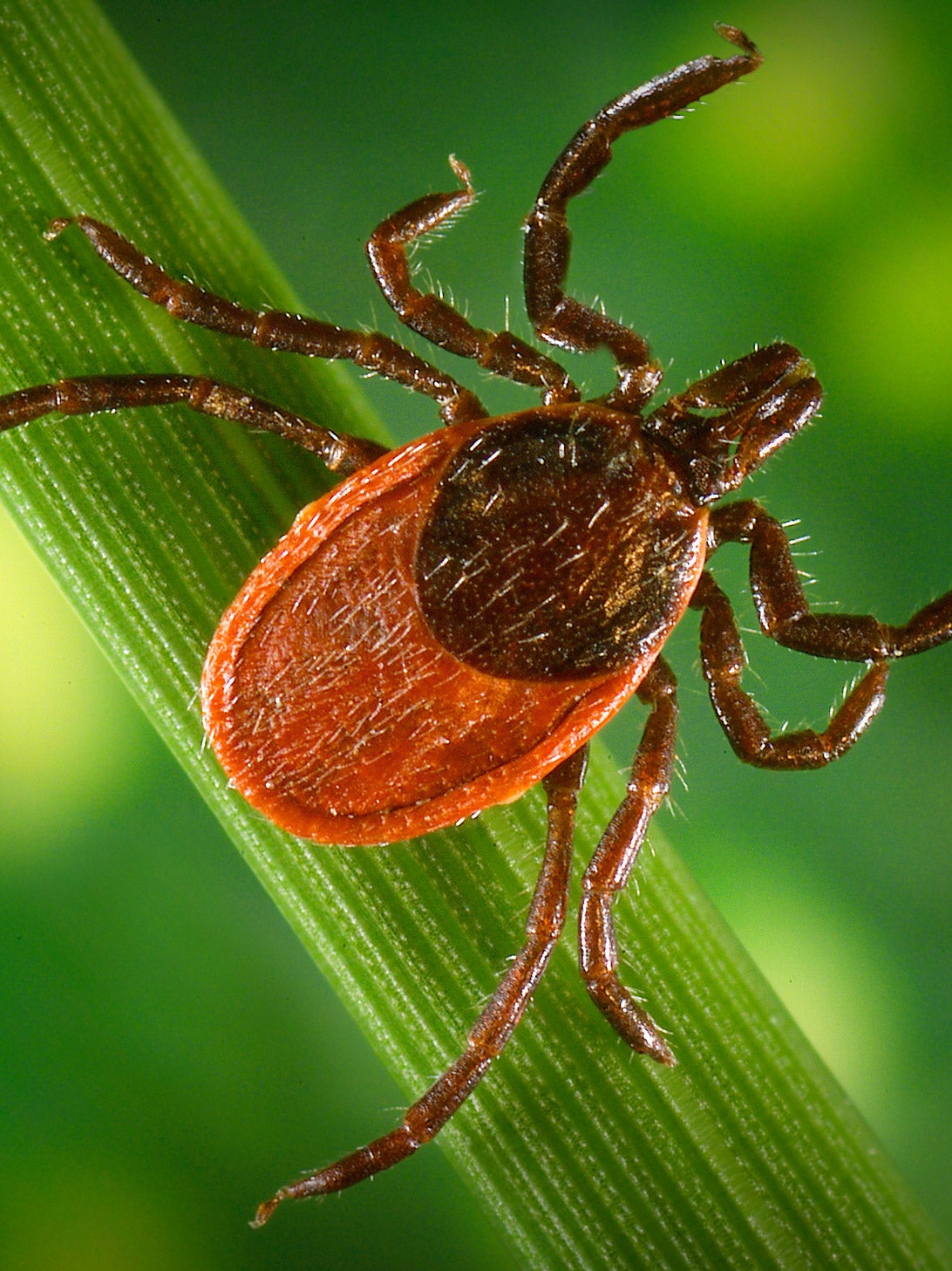 A close-up photo of a blacklegged tick on a piece of grass.