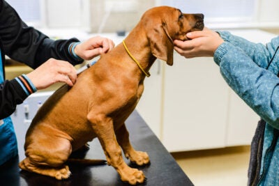 Rhodesian ridgeback puppy sits on a black table and receives a vaccination in vet clinic. A owner or aide holds the puppy’s face.