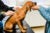 Rhodesian ridgeback puppy sits on a black table and receives a vaccination in vet clinic. A owner or aide holds the puppy’s face.