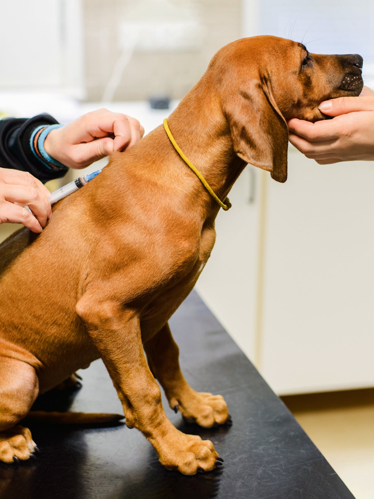 Rhodesian ridgeback puppy sits on a black table and receives a vaccination in vet clinic. A owner or aide holds the puppy’s face.