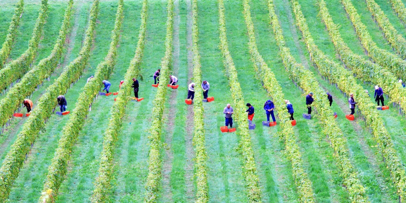Aerial photo: Farm workers pick rows of crops into red buckets.