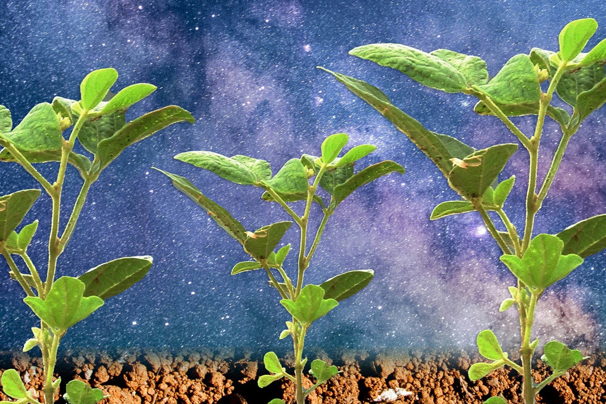 Photo illustration: Three green seedlings with outer space in the background.