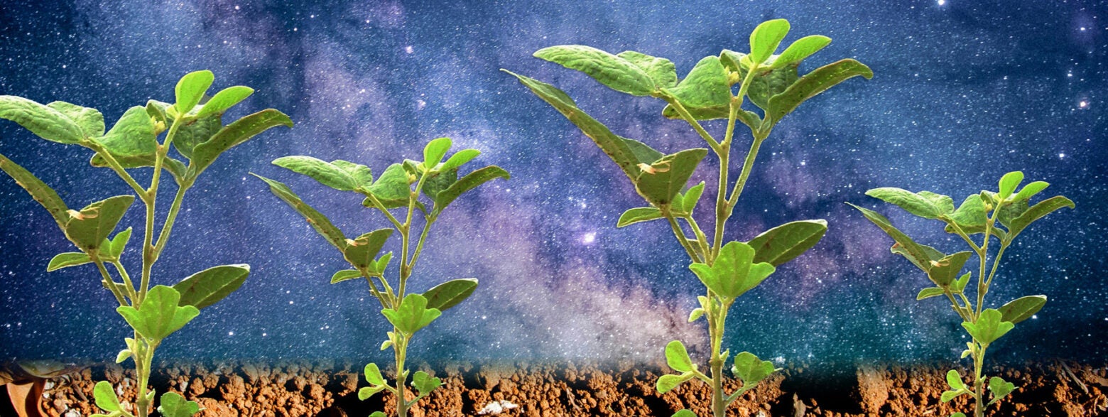 Photo illustration: Four green seedlings with outer space in the background.