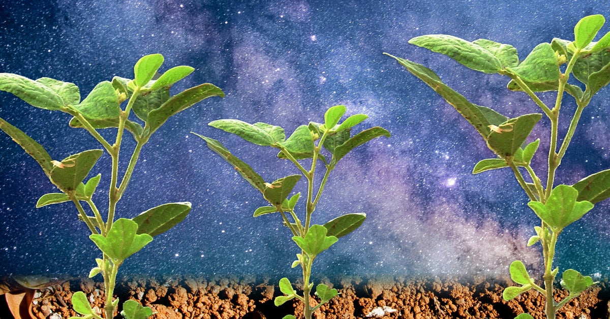 Photo illustration: Three green seedlings with outer space in the background.