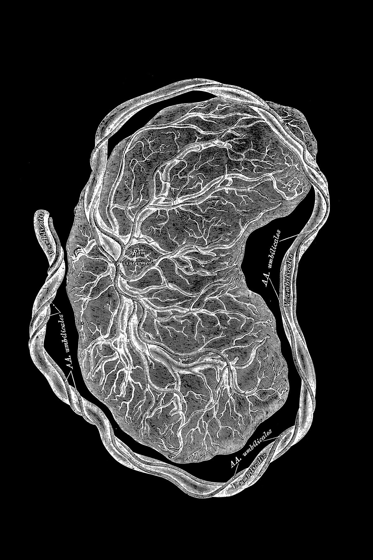 A black-and-white illustration of a placenta.