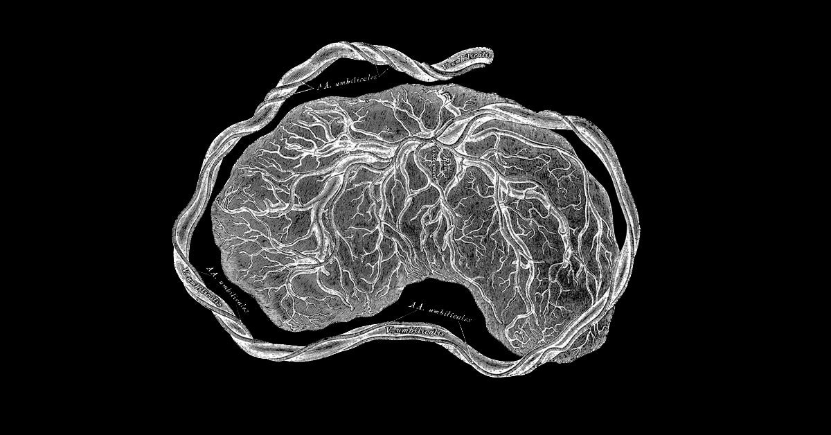A black-and-white illustration of a placenta.