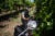 A doctor in plain clothes and a baseball hat approaches an unhoused person beneath trees in a vineyard. The unhoused person is deliberately not in frame. A shopping cart and bags of belongings poke out from beneath the trees.