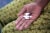 A hand holds seven Tuberculosis (TB) medication pills at a health care clinic in Delhi, India.