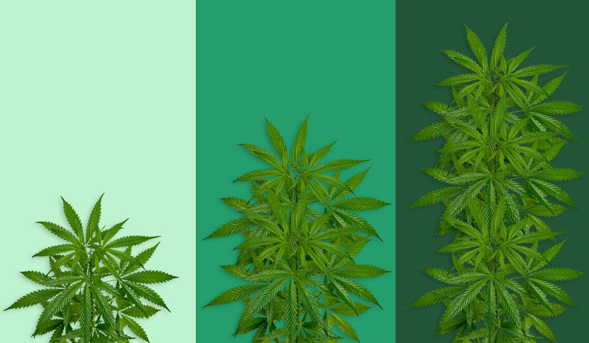 A triptych of a marijuana plant, doubling in size in each frame as the background goes from a light green to a deep green.